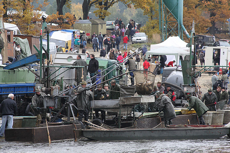 Výlov rybníka Žár 28. října 2011