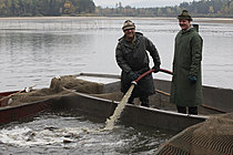 Výlov rybníka Žár 28. října 2011, Foto: Lubor Mrázek