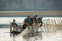 Výlov rybníka Žár 28. října 2013