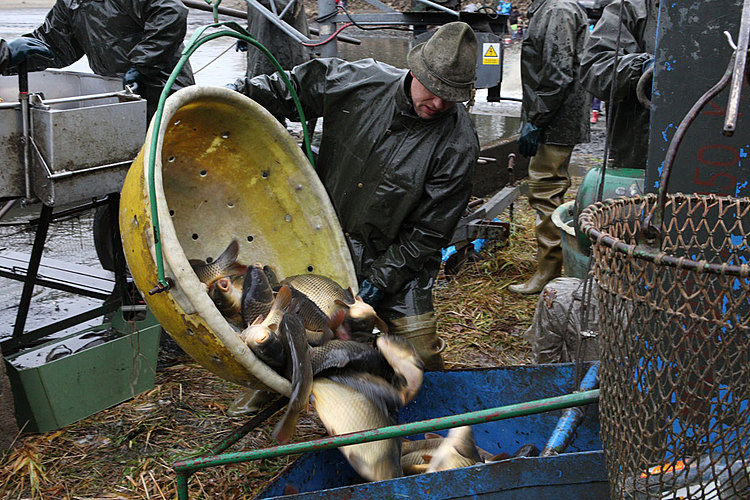 Výlov rybníka Žár 28. října 2011