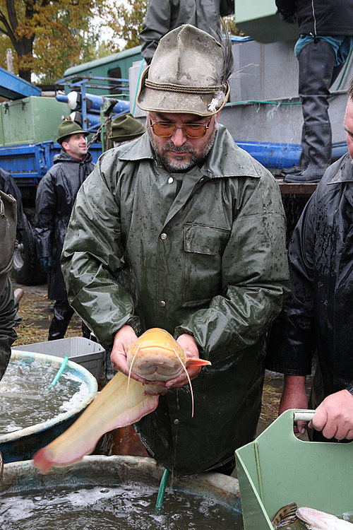 Výlov rybníka Žár 28. října 2011