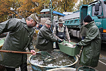 Výlov rybníka Žár 28. října 2011, Foto: Lubor Mrázek