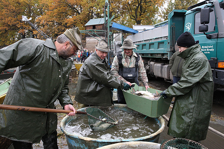 Výlov rybníka Žár 28. října 2011