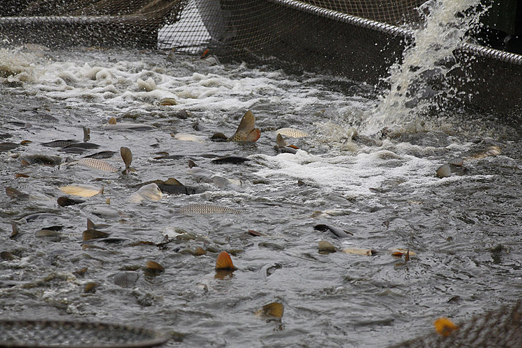 Výlov rybníka Žár 28. října 2011