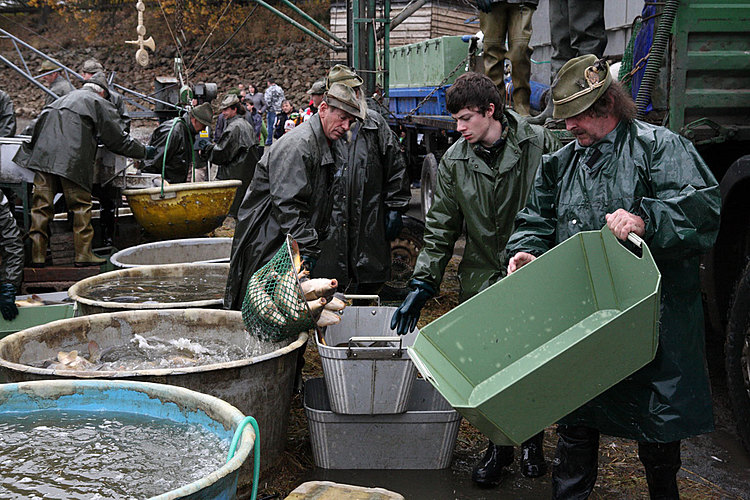 Výlov rybníka Žár 28. října 2011