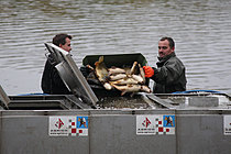 Výlov rybníka Žár 28. října 2011, Foto: Lubor Mrázek