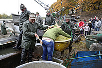 Výlov rybníka Žár 28. října 2011, Foto: Lubor Mrázek