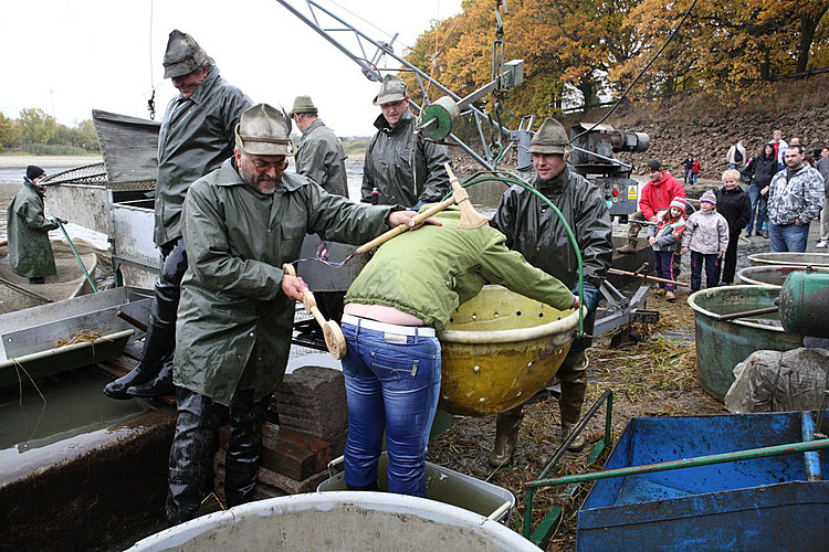 Výlov rybníka Žár 28. října 2011