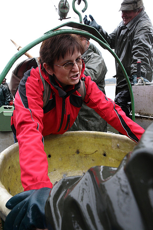 Výlov rybníka Žár 28. října 2011