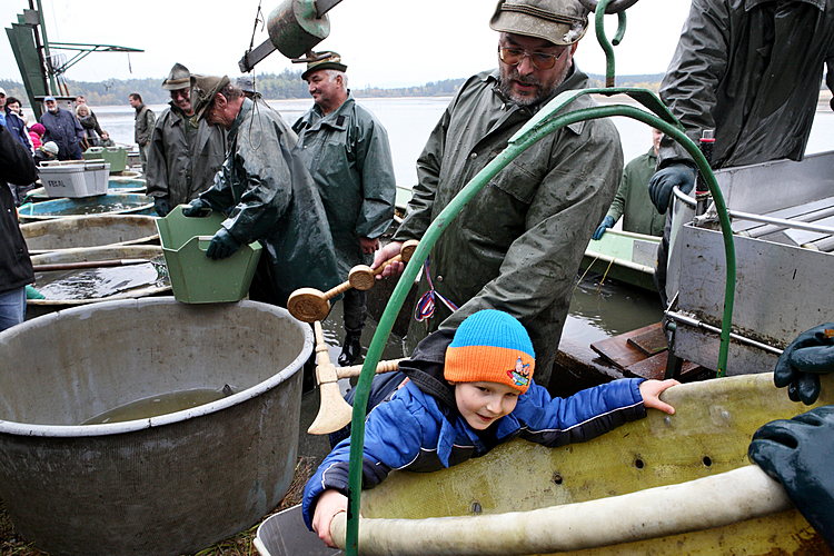 Výlov rybníka Žár 28. října 2011