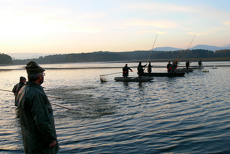 Výlov rybníka Žár 28. října 2013